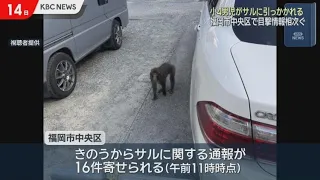 4th Grade Boy Injured in Monkey Attack; Multiple Sightings Reported in Central Fukuoka City