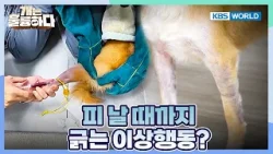 Rookie Suffers Serious Skin Conditions? [Dogs Are Incredible:Ep.7-2] | KBS WORLD TV 251230