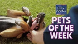 Pets of the Week 4/26/24