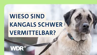 Herdenschutzhunde: Der lange Weg ins neue Zuhause | S05/E02 | Hallo Tierheim! | WDR