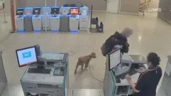 Dog abandoned at Las Vegas airport sparks legal questions about reclaim rights under Nevada law Dog abandoned at Las Vegas airport sparks legal questions about reclaim rights under Nevada law