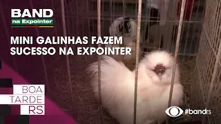 Mini chickens are a hit at Expointer