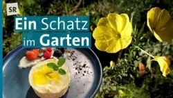 Kochen mit Nachtkerzen: Rezepte für Blüten, Samen, Wurzeln und Blätter | Genuss mit Zukunft