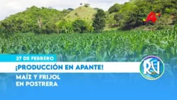 ¿Cómo avanza la producción de frijol ? y maíz en Nicaragua? ? resultados del ciclo productivo