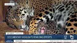 Глобальное движение за восстановление дикой природы работает над восстановлением находящихся под ...