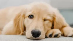 Canine distemper in the neurological phase has low survival rates and may require euthanasia