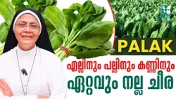 എല്ലിനും പല്ലിനും കണ്ണിനും ഏറ്റവും നല്ല ചീര  | PALAK CHEERA | AYUR SIDHI 2 Shalom TV