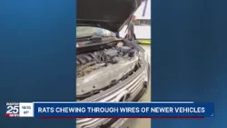 'They’re just eating my car': Rats ravage car wires in Boston