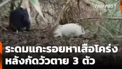 ระดมแกะรอยหาเสือโคร่ง หลังกัดวัวตาย 3 ตัว | ข่าวค่ำ | 24 ก.พ. 69