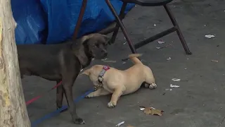 LA Animal Services GM outlines plans to improve city shelters