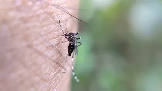 Alerten sobre el mosquit tigre després de les pluges