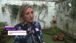 Ixelles lance une campagne de lutte contre le frelon asiatique