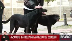 ძაღლების თავშესაფრის მშენებლობა ბათუმში