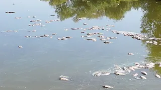 Fight for water: Dried-up lakes and mass fish deaths at one of Hungary's largest fish farms