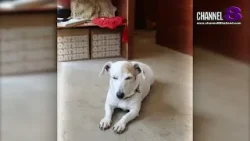 Coop Coffee and Stuff ร้านกาแฟ ย่าน ม.รังสิต ที่มีน้องหมาแจ็ค รัสเซล รอฮีลใจ