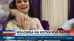 Изложба на котки във Варна представи породи от няколко континента