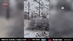 MALATYA'DA AÇ KALAN KURT YERLEŞİM YERİNE İNDİ!