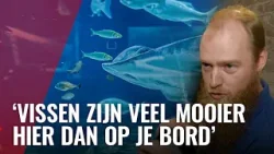Na 5 jaar zwemmen er weer vissen in het aquarium van Artis