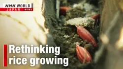 Japan's homegrown rice method takes rootーNHK WORLD-JAPAN NEWS