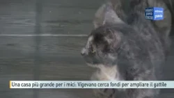 A bigger home for the kitties: Vigevano seeks funds to expand the cat shelter