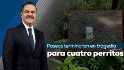 Outrage over the death of four dogs and the critical condition of two others!
