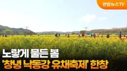 노랗게 물든 봄…'창녕 낙동강 유채축제' 한창 / 연합뉴스TV (YonhapnewsTV)