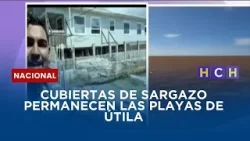 Cubiertas de sargazo permanecen las playas de Útila Cubiertas de sargazo permanecen las playas de Útila