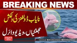 Rare Dolphins in Stunning Footage! Video Goes Viral| Hum News | Pakistan