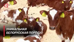 Эта порода коров входит в топ лучших! | Как добиваются белорусского качества продукта?