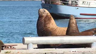 Cowichan Tribes member calls on nation to cull or haze sea lions