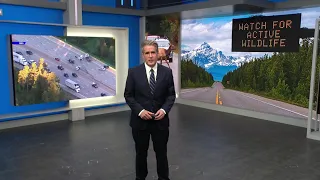 Where CSP says the most wildlife crashes occur