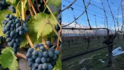 Preview: How will B.C. wine crop losses affect B.C.'s economy?