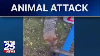Family recalls terrifying moment man was attacked by a coyote in Haverhill
