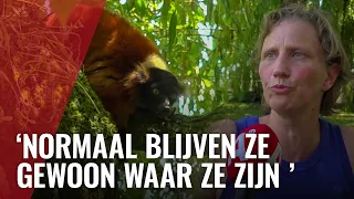 Rode vari ontsnapt uit Artis en in boom geklommen