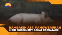 NAMBAKIN ASF, PANGWERUHAN INDIK BIOSECURITY DAHAT KABUATANG