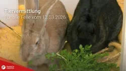 Tiervermittlung: Für alle Felle vom 13.03.2026