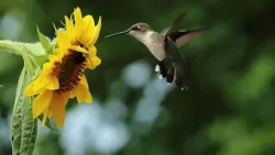 Hummingbirds return: An early sign spring is in the air