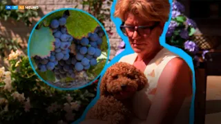 Hondje Ollie ziek na eten druiven, en hij is niet de enige | RTL Nieuws