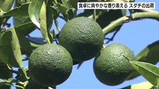Peak Shipping Season for Tokushima's Specialty "Sudachi" Citrus: Rain Since August Yields Large, ...