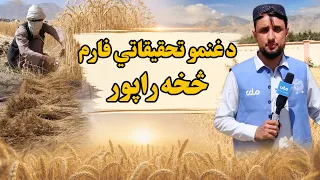 کرنه او مالداري؛ د غنمو تحقیقاتي فارم څخه راپور