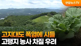 고지대도 폭염에 시들…고랭지 농사 차질 우려 / 연합뉴스TV (YonhapnewsTV)