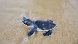 Pequenas tartarugas dão primeiros passos rumo ao mar