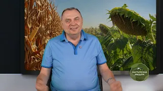 Добра година за житните култури, царевицата се връща в играта