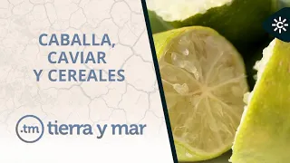 Land and sea | Mackerel fishing, citrus caviar and cereals in Andalusia