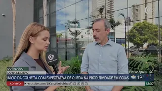 Início da colheita de milho com queda na produtividade em Goiás
