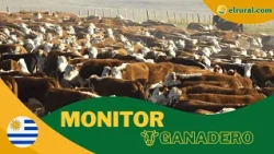 Uruguay Livestock: The Weekly Price Pulse