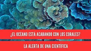 Is the ocean killing the corals? A scientist’s warning