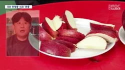 [R] New Korean Late-Harvest Apple 'Manhong' Challenges Fuji's Dominance