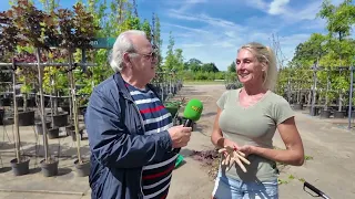Aanpaote afl 119: Zomerbomen