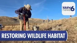Volunteers Plant Sage to Restore Idaho Wildlife Habitat After Glendale Fire